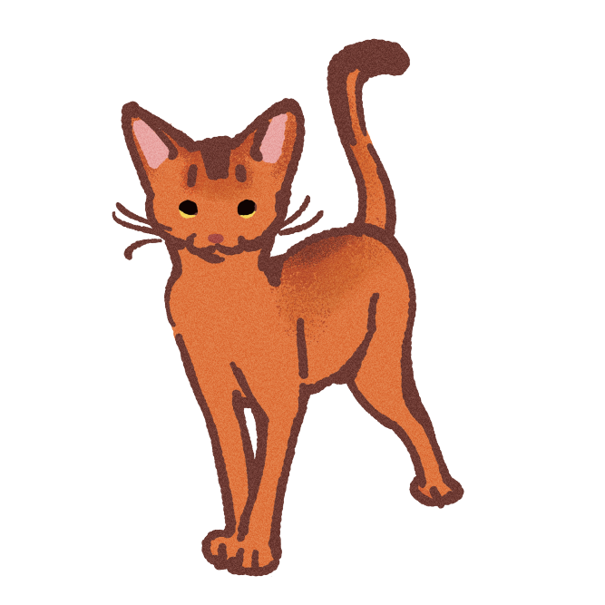 Abyssinian Cat Sticker