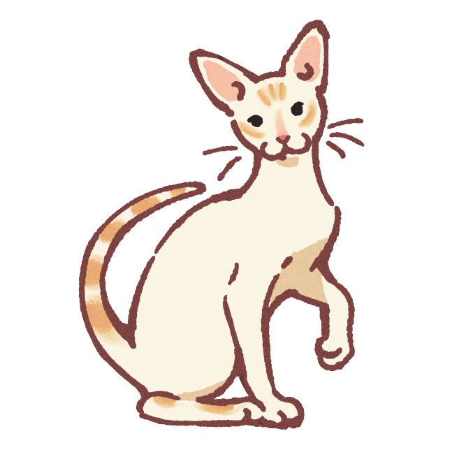 Colorpoint Shorthair Cat Sticker