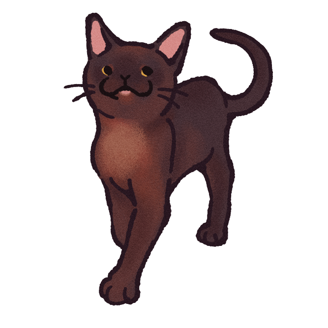 European Burmese Cat Sticker