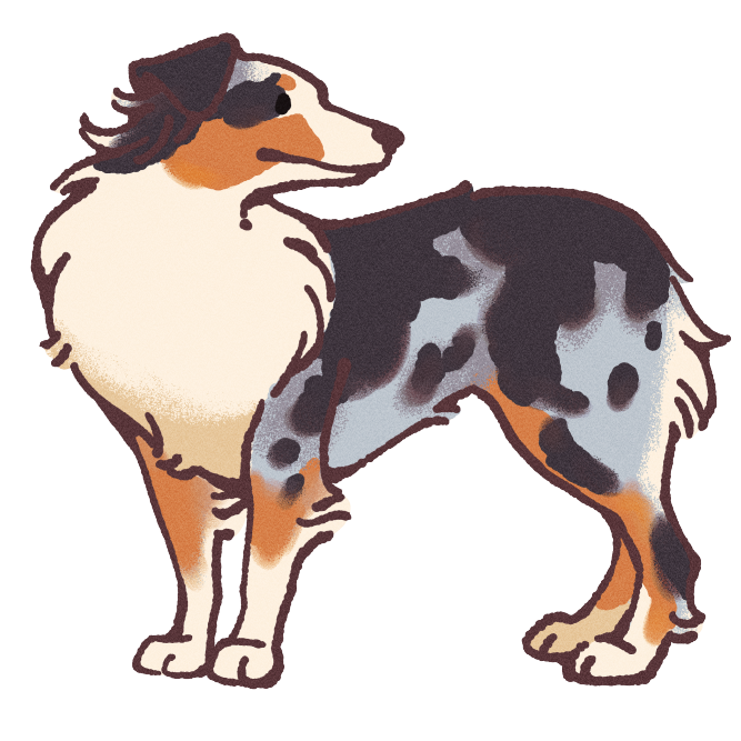 Australian Shepherd Sticker