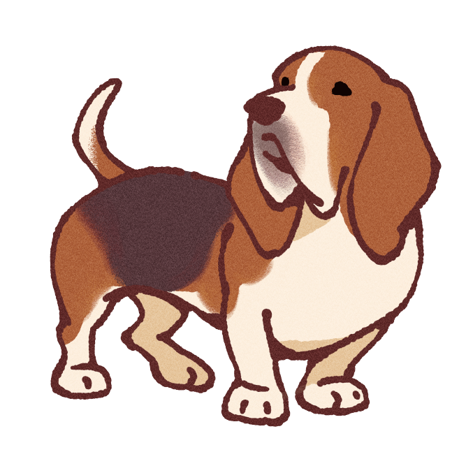 Bassett Hound Sticker