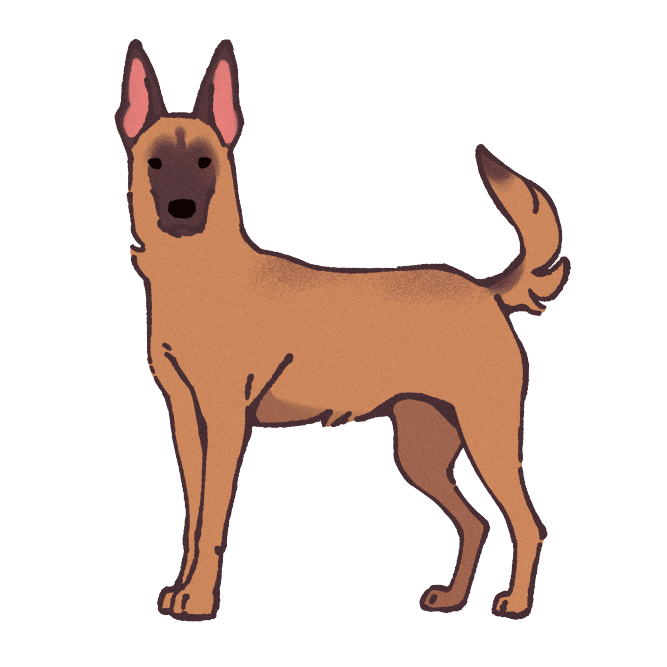 Belgian Malinois Sticker