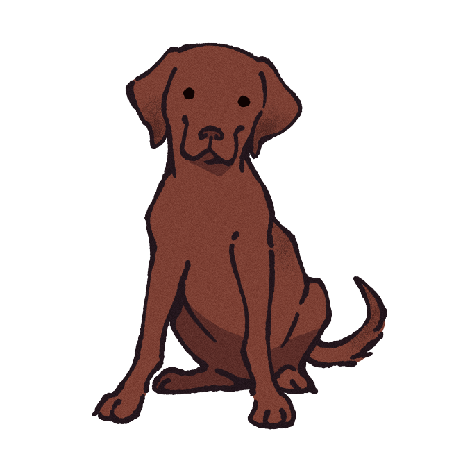 Chesapeake Bay Retriever Sticker