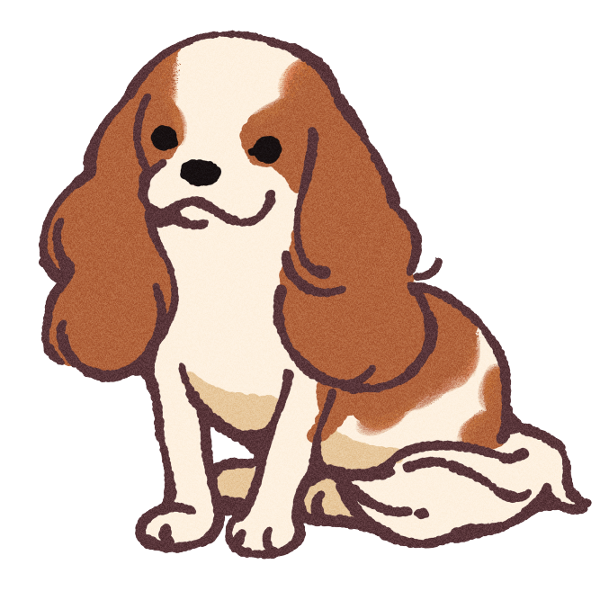 Cavalier King Charles Spaniel Sticker