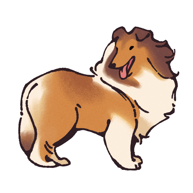 Collie Sticker