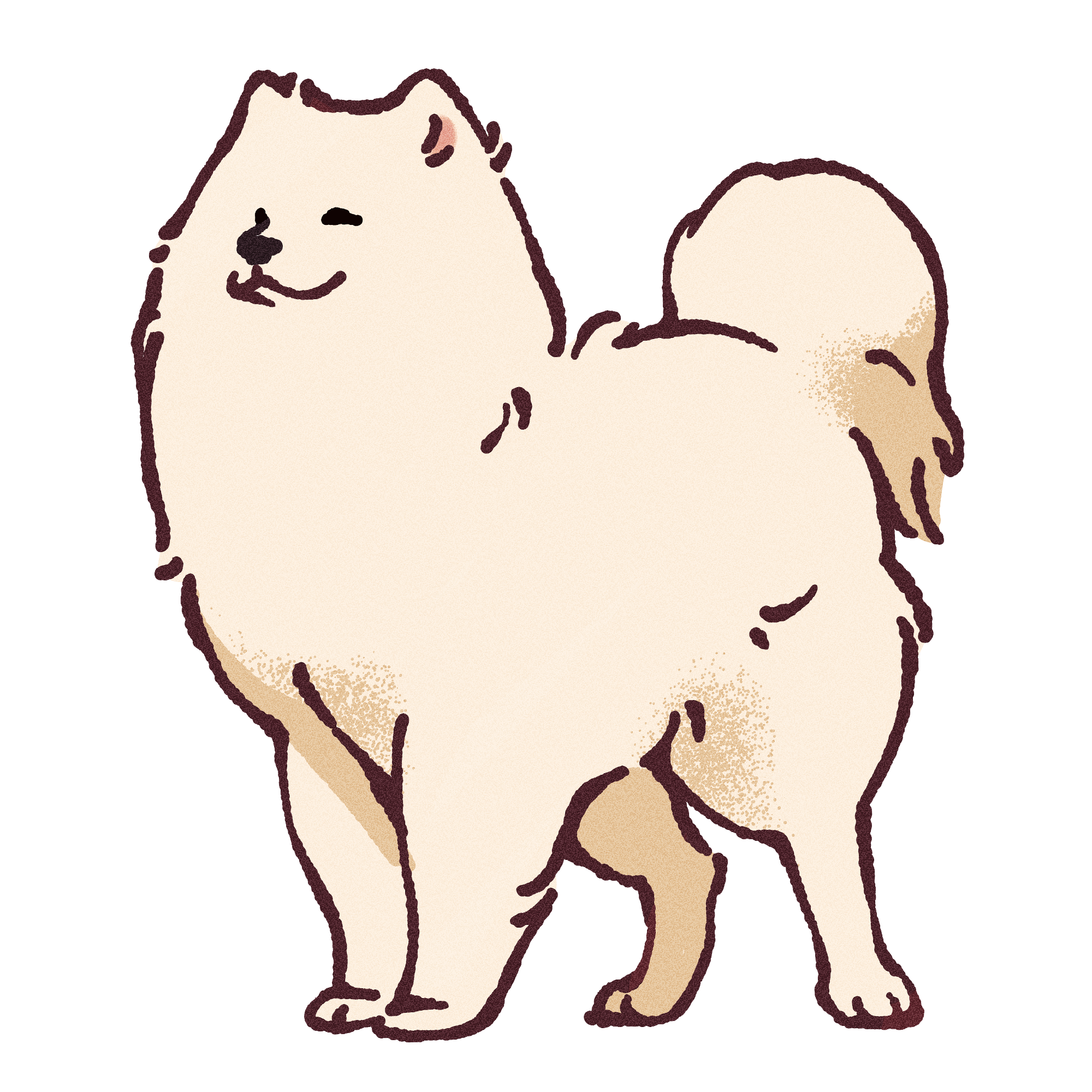 Samoyed Sticker