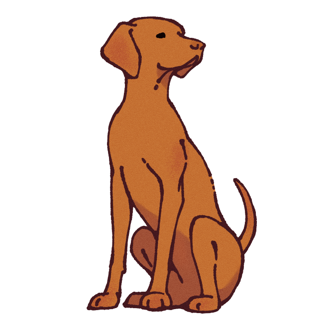 Vizsla Sticker