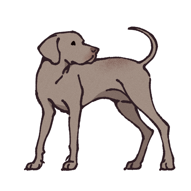 Weimaraner Sticker